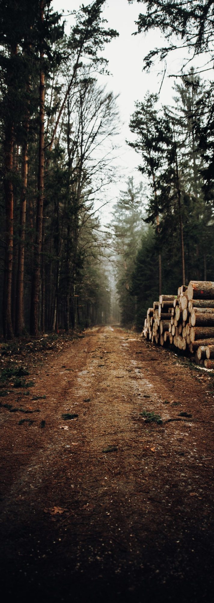 Nachhaltige Holzwirtschaft Die Holzwirtschaft im Möbelbau bezieht sich auf die Herstellung von Möbeln aus Holz. Dabei werden verschiedene Holzarten verwendet, um funkt